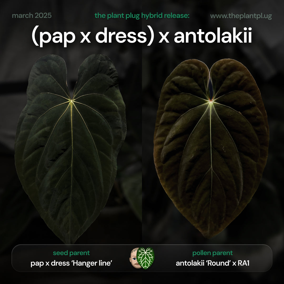 Anthurium (pap x dress 'hanger line') x antolakii • germinated seeds