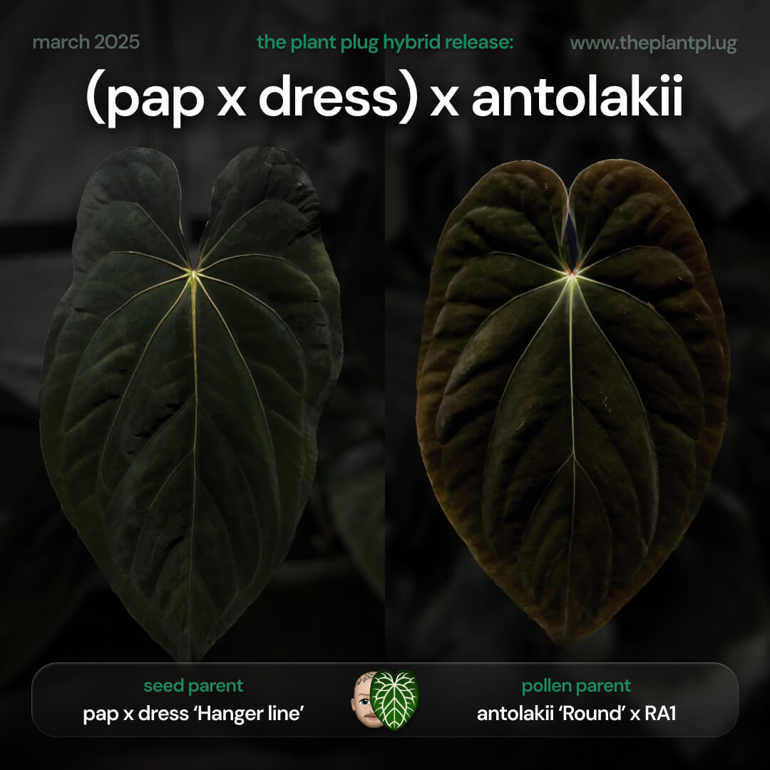 Anthurium (papillilaminum x dressleri 'Hanger line') x (antolakii 'Round' x RA1')