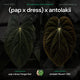 Anthurium (papillilaminum x dressleri 'Hanger line') x (antolakii 'Round' x RA1')