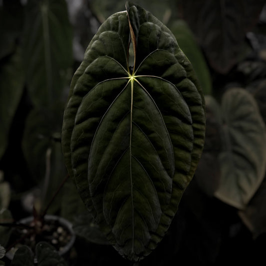 Anthurium papillilaminum x dressleri (ex. JS) • clone