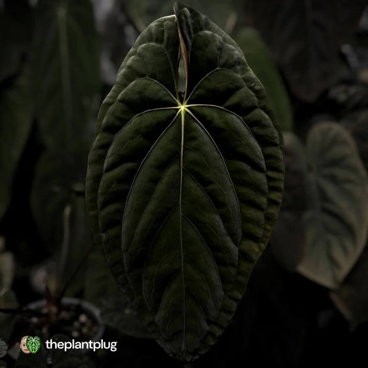 Anthurium papillilaminum x dressleri F1 (ex. JS) • OG clone 🏆