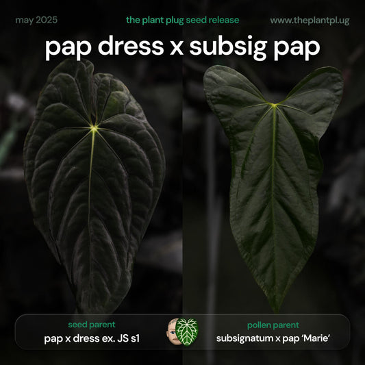 Anthurium (pap x dress) x (subsig x pap) • germinated seeds