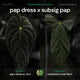 Anthurium (pap x dress) x (subsig x pap) • germinated seeds