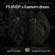 Anthurium FS BVEP x Eastern dress • germinated seeds