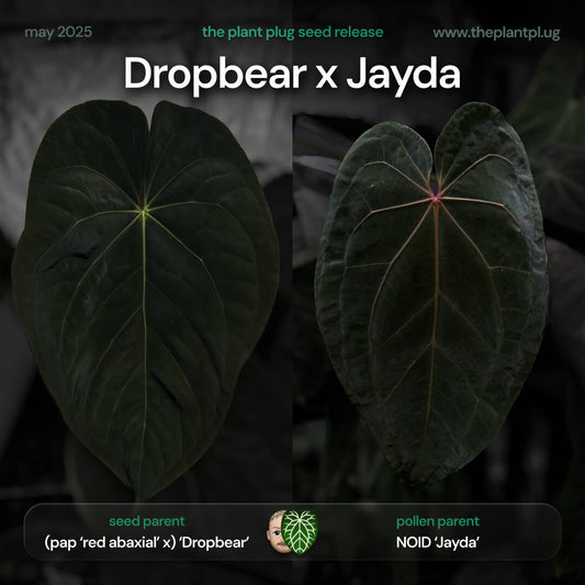 Anthurium 'Dropbear' x 'Jayda'  • germinated seeds