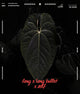 Anthurium papillilaminum ('Long' x 'Long Bullet') x self
