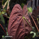 Anthurium papillilaminum 'TPP1'