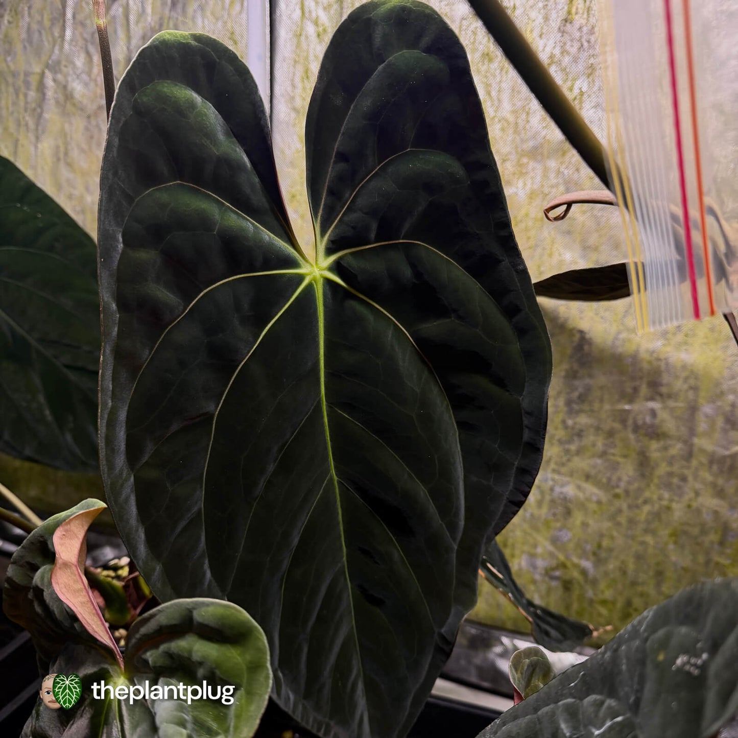 Anthurium papillilaminum 'TPP1'