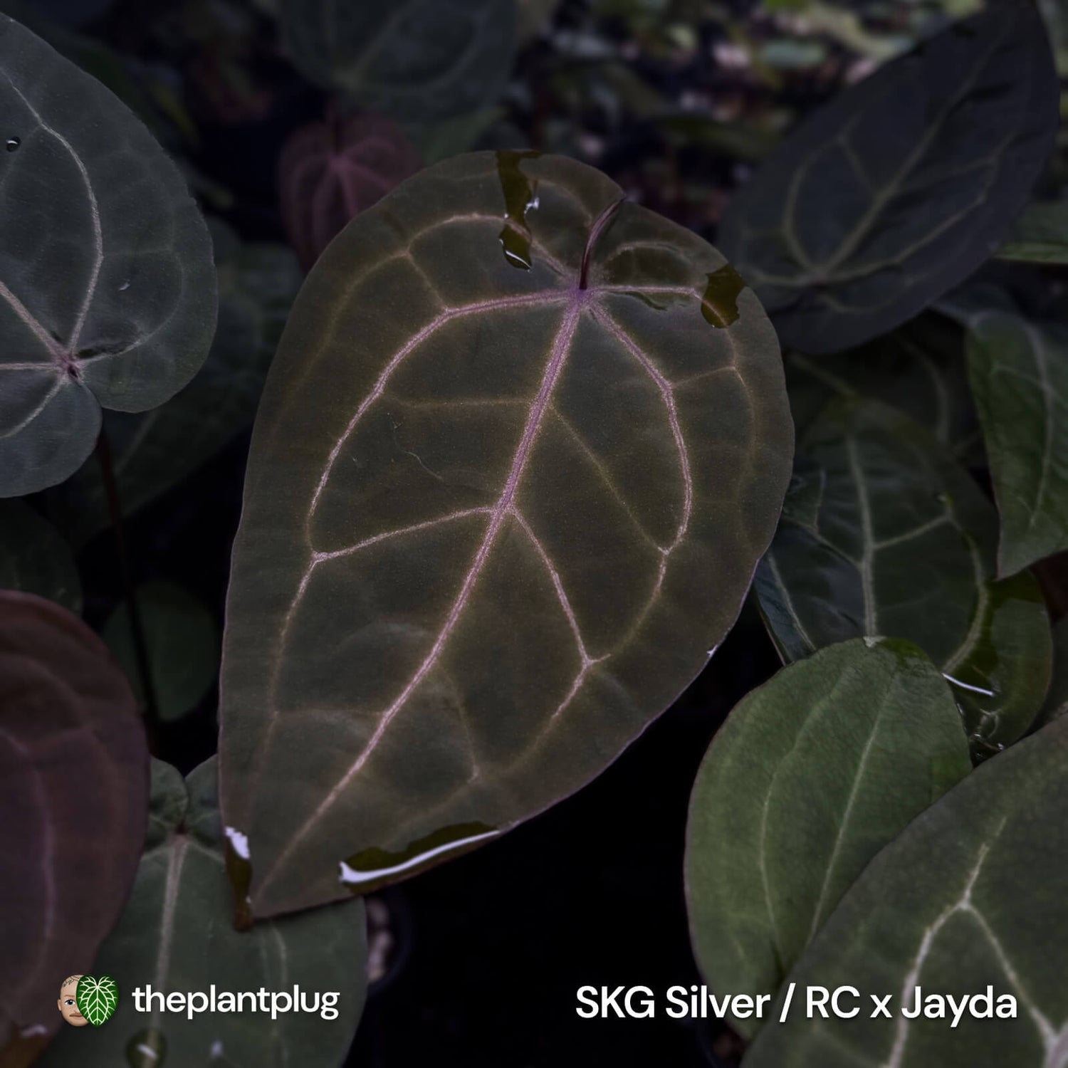 Anthurium Jayda x Ace Of Spades RVDP • germinated seeds