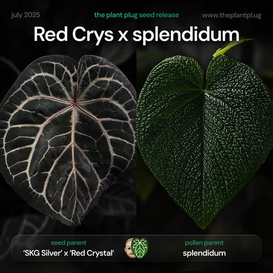Anthurium red crystal x splendidum • germinated seeds