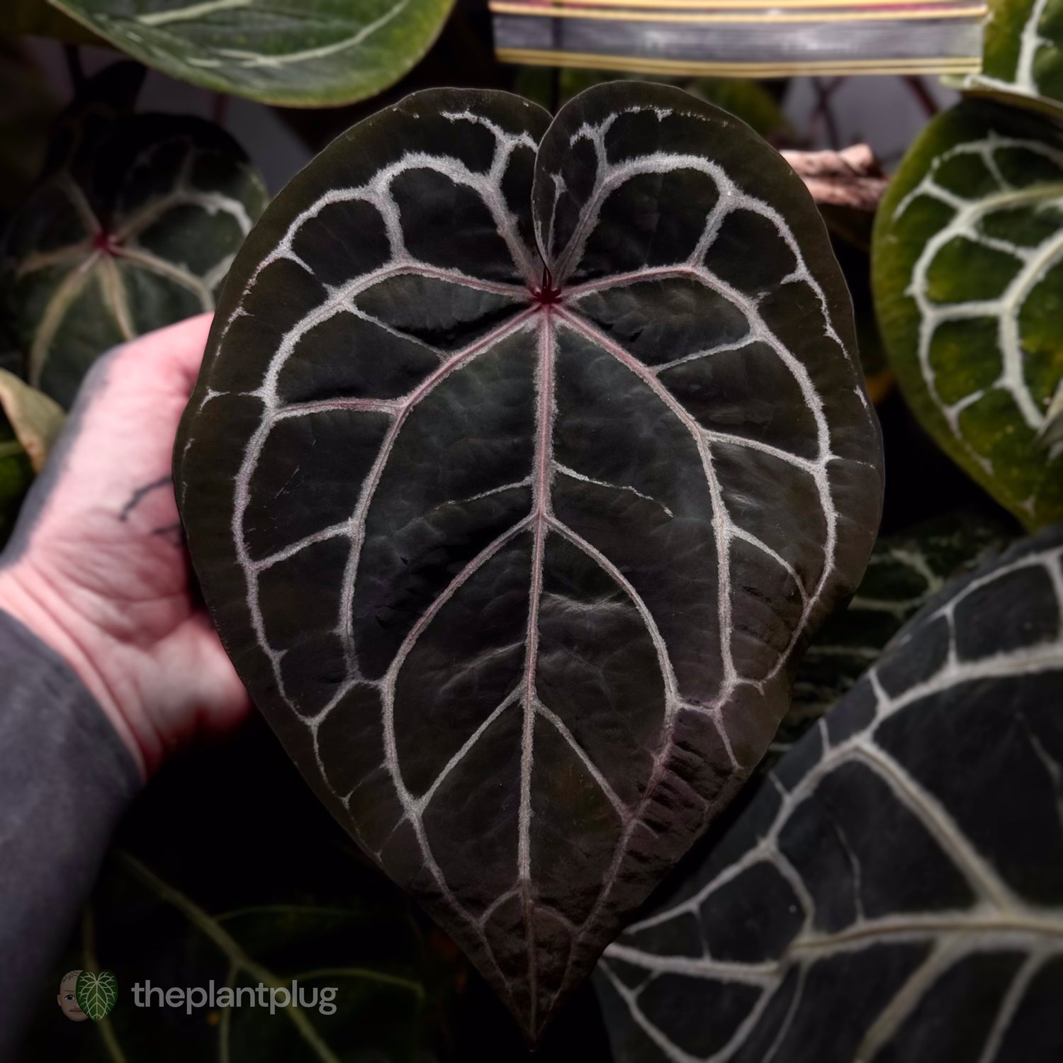 Red Crystal Tezula x Michelle f2 • germinated seeds