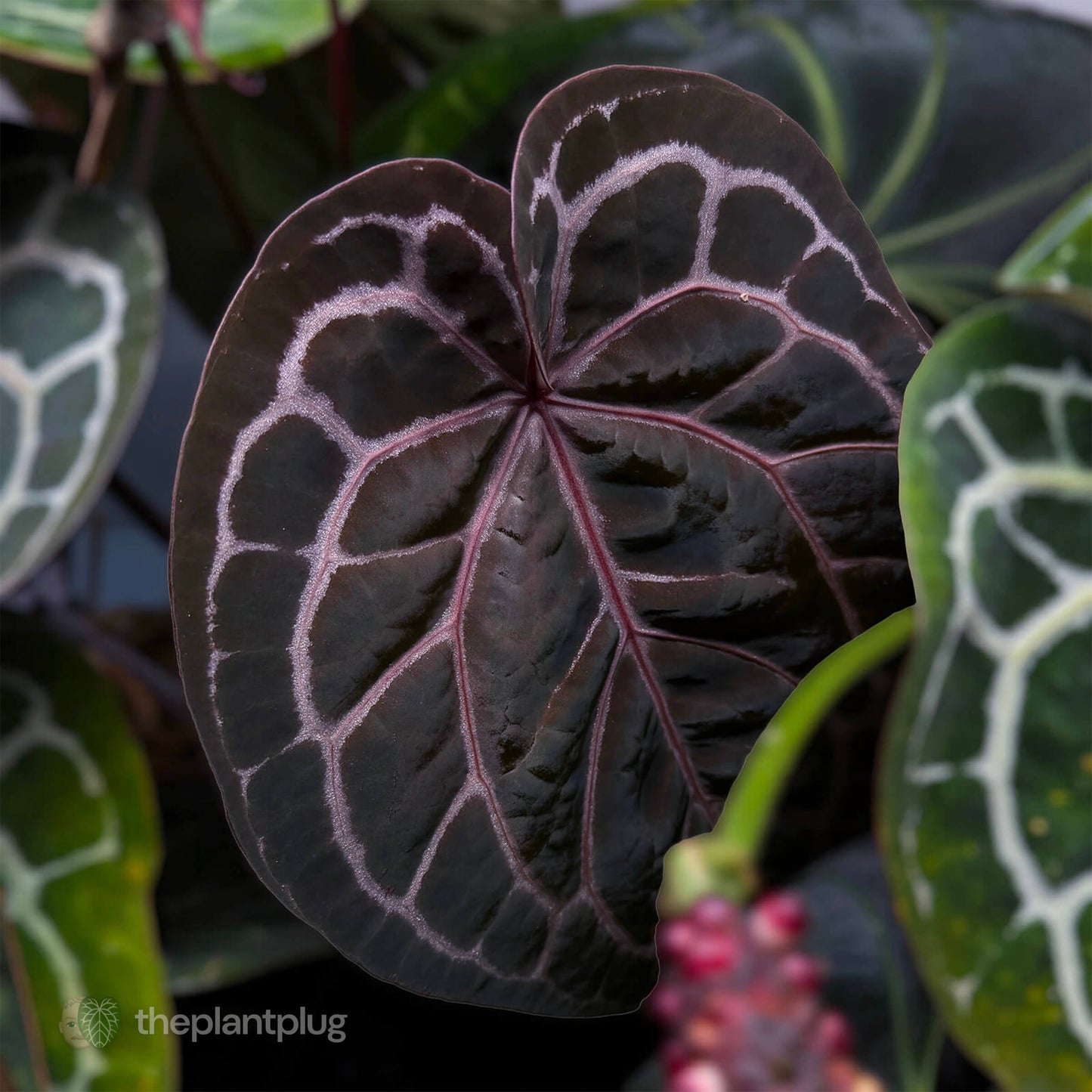 Red Crystal Tezula x Michelle f2 • germinated seeds