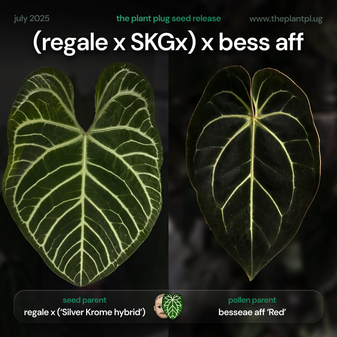 Anthurium (regale x SKGx) x besseae aff • germinated seeds