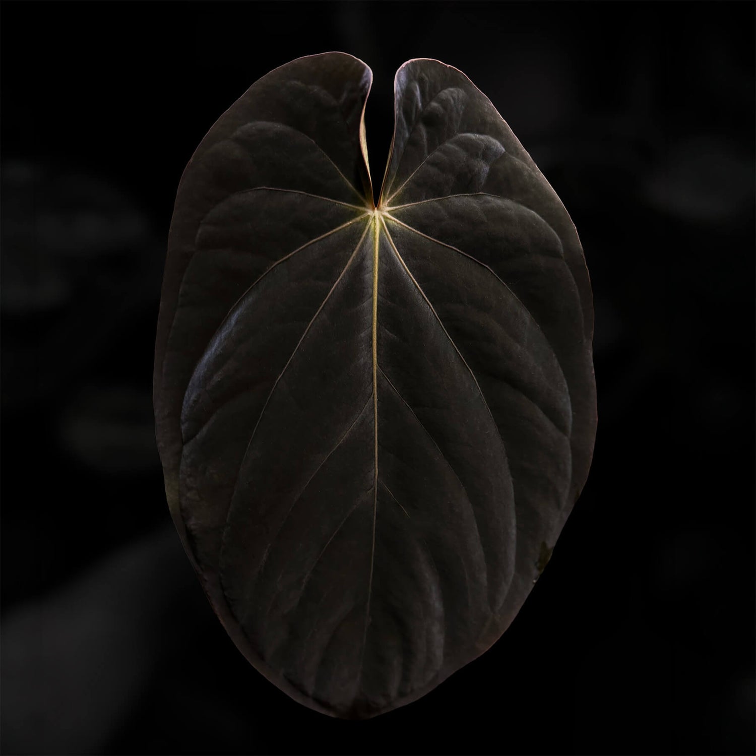 Anthurium 'Fruchoc' x antolakii ('Round' x 'Felix') • germinated seeds