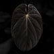 Anthurium 'Fruchoc' x antolakii ('Round' x 'Felix') • germinated seeds
