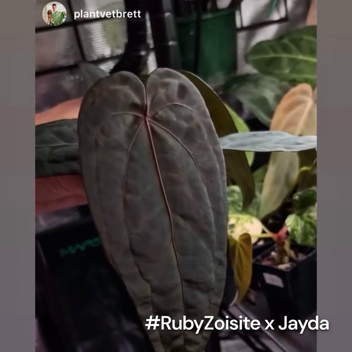 Anthurium Jayda x Ace Of Spades RVDP • germinated seeds