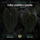 Anthurium Ruby Zoisite x 'Jayda' • germinated seeds