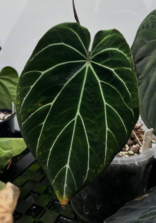 Anthurium 'Rune' x self • established clone