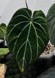Anthurium 'Rune' x self • XL plant