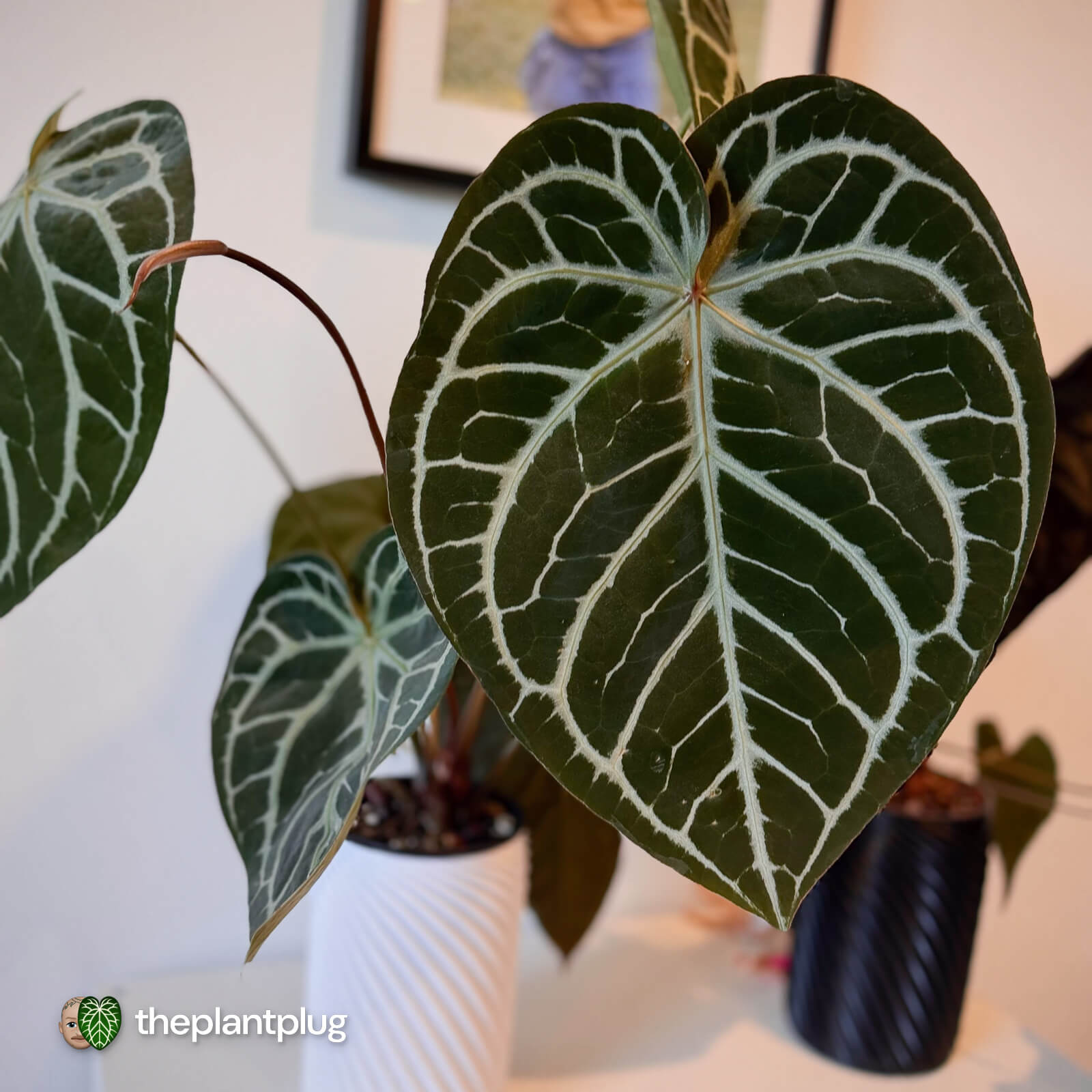 Anthurium Chocolate Red Crystallinum x Silver Blush Red Crystal
