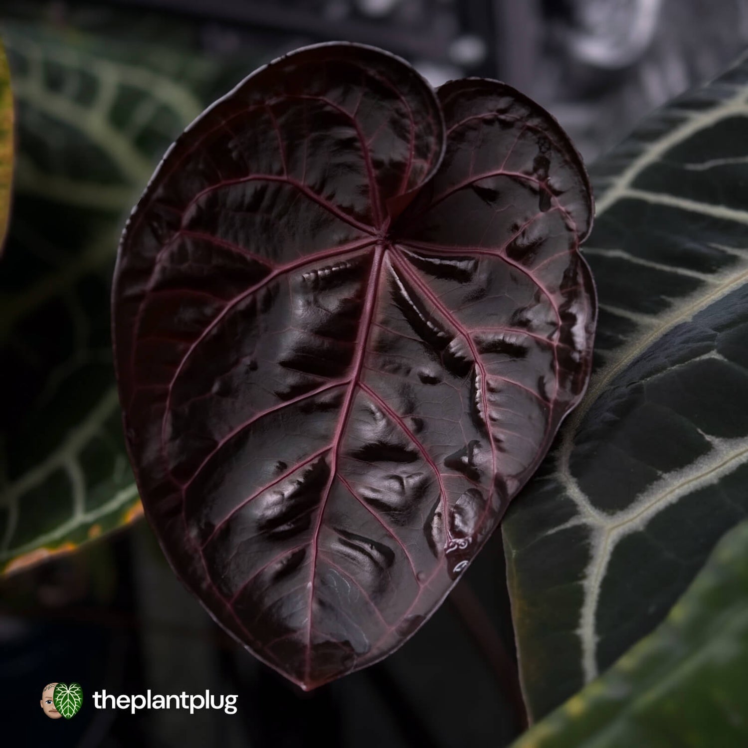 Anthurium SKG Silver Red Crystal x luxurians • germinated seeds