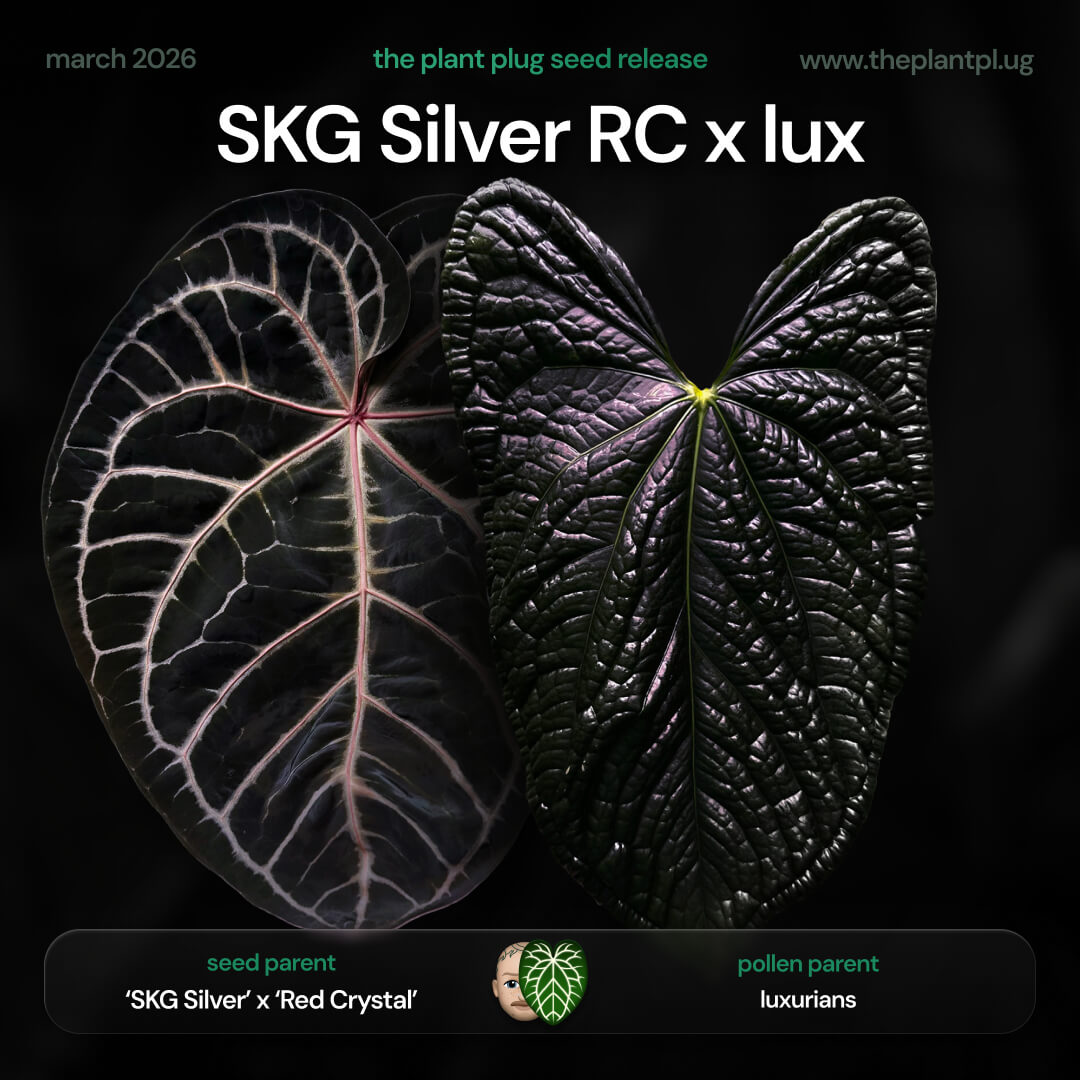 Anthurium SKG Silver Red Crystal x luxurians • germinated seeds