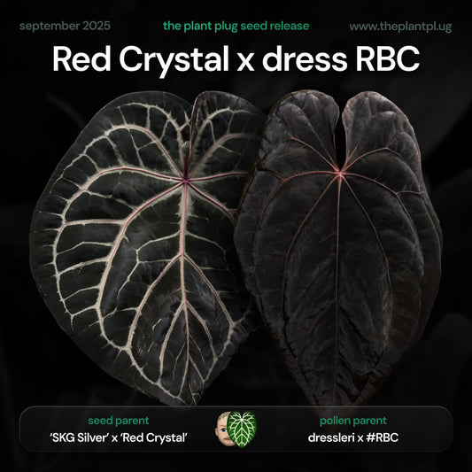 Anthurium Red Crystal x dress RBC • germinated seeds