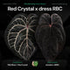 Anthurium Red Crystal x dress RBC • germinated seeds