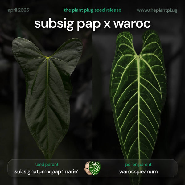 anthurium-subsignatum-