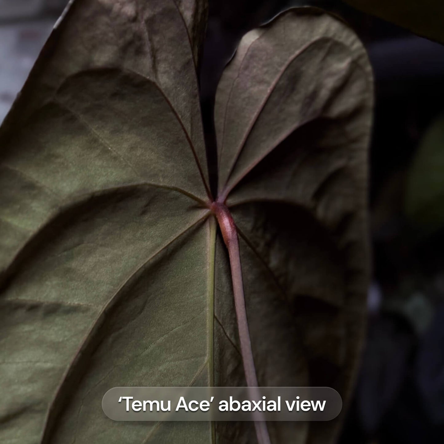 Anthurium Temu Ace x Volcanic Ash • germinated seeds