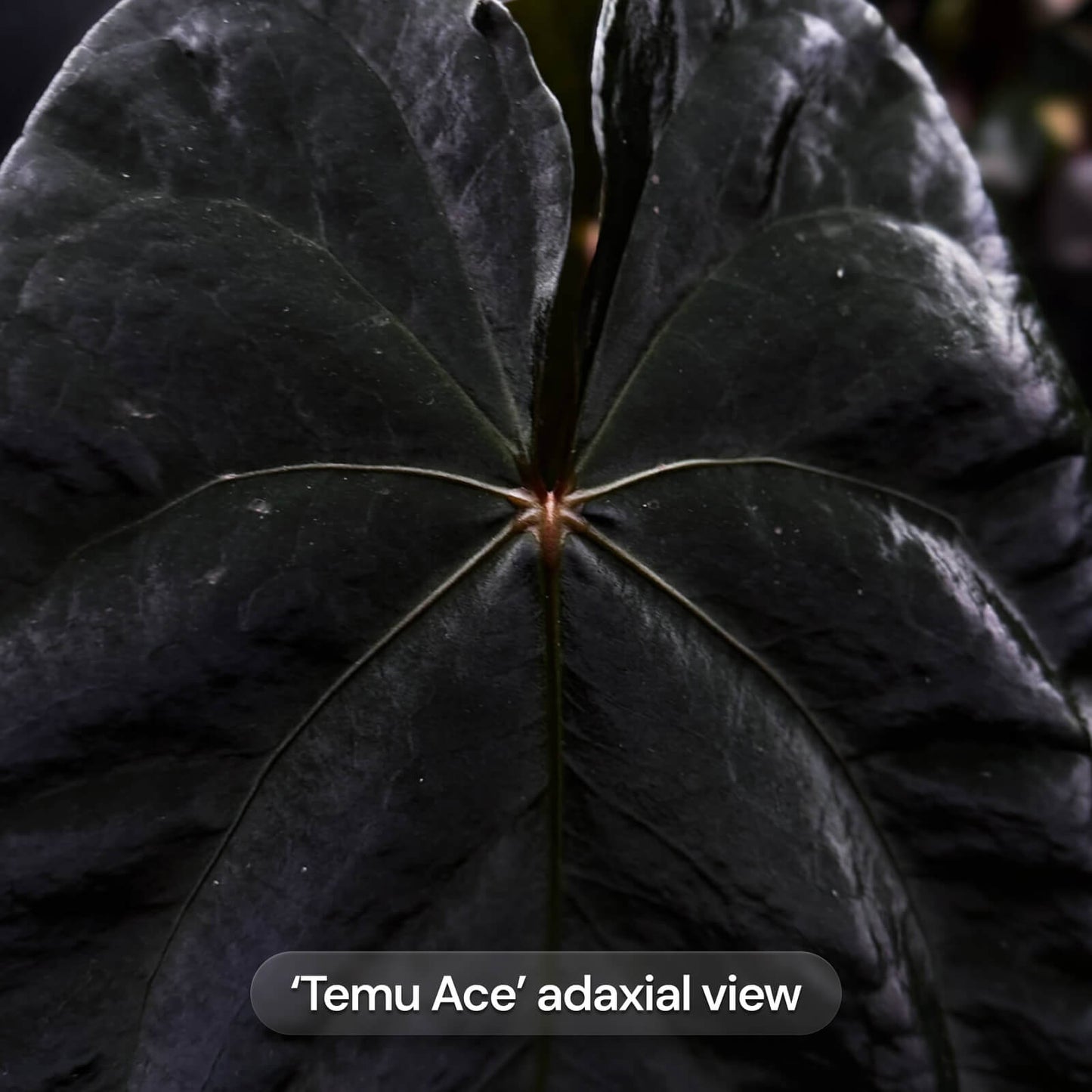 Anthurium Temu Ace x Volcanic Ash • germinated seeds