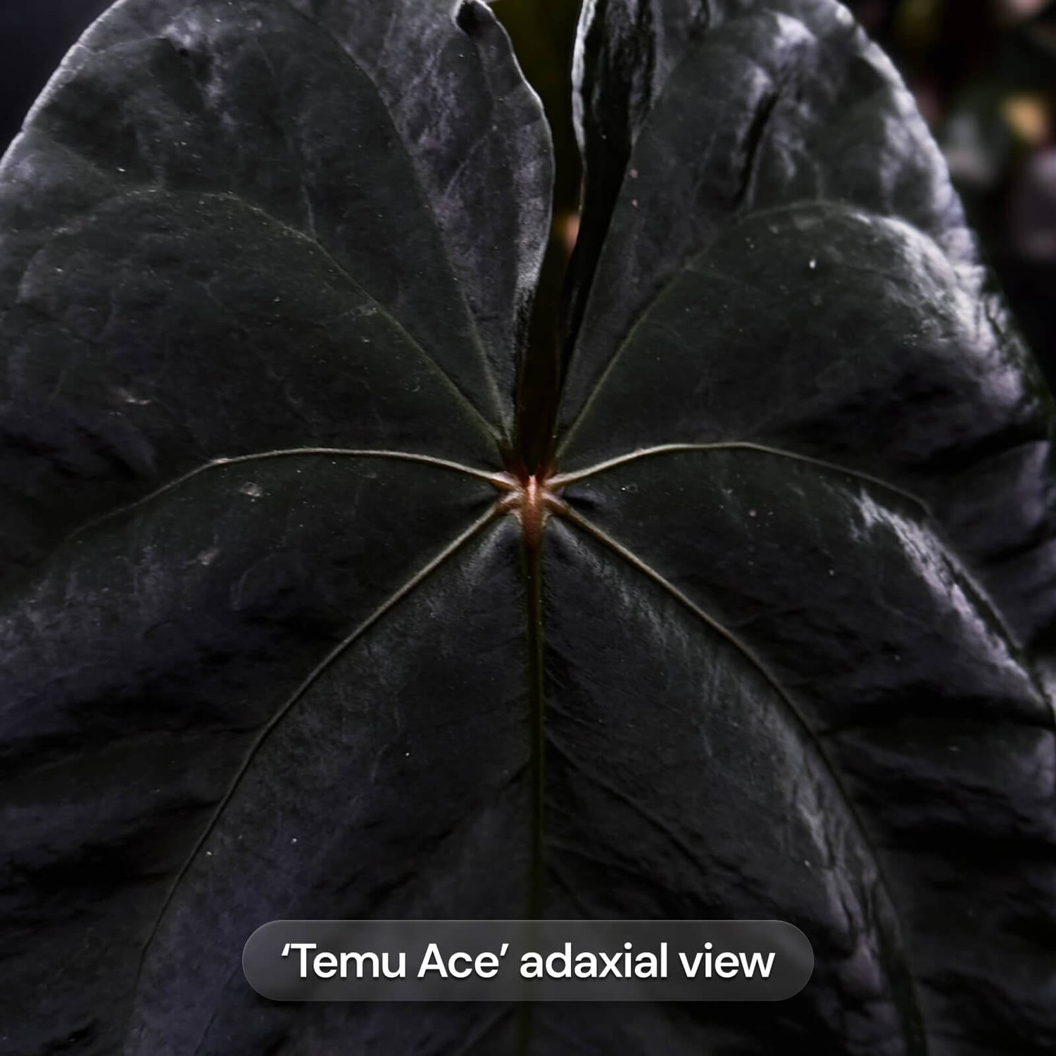 Anthurium Temu Ace x Volcanic Ash • germinated seeds