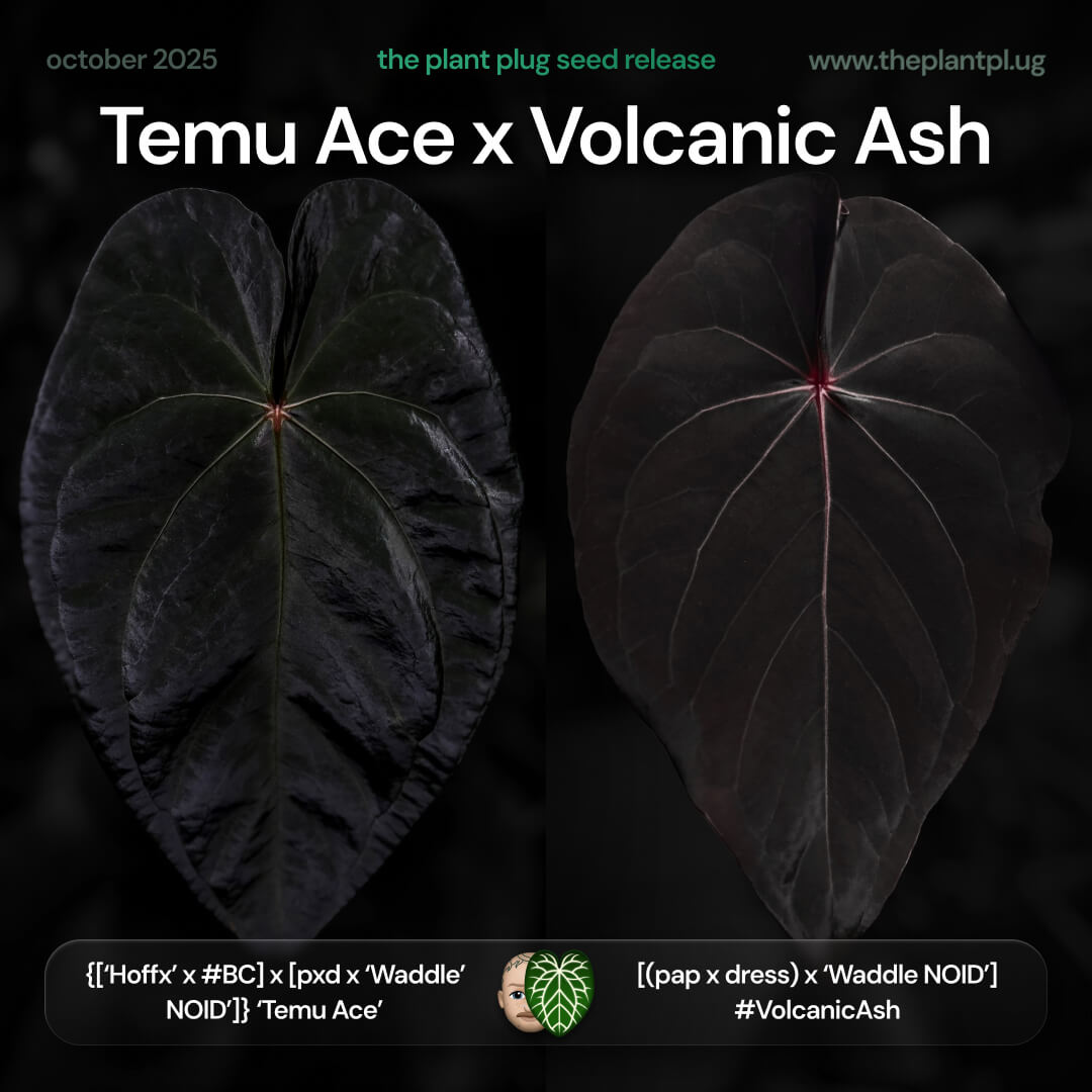 Anthurium Temu Ace x Volcanic Ash • germinated seeds