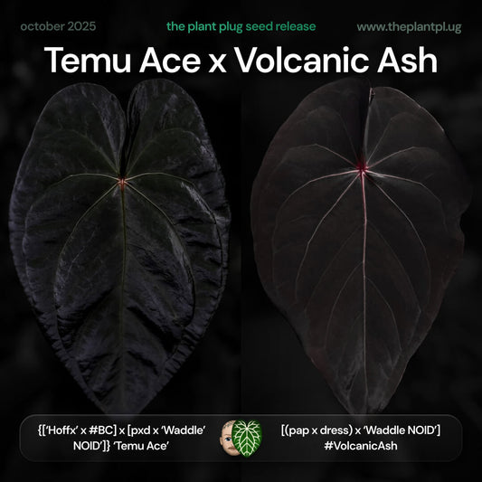 Anthurium Temu Ace x Volcanic Ash • germinated seeds