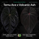 Anthurium Temu Ace x Volcanic Ash • germinated seeds