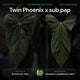 Anthurium Twin Phoenix x (subsignatum x papillilaminum) • germinated seeds