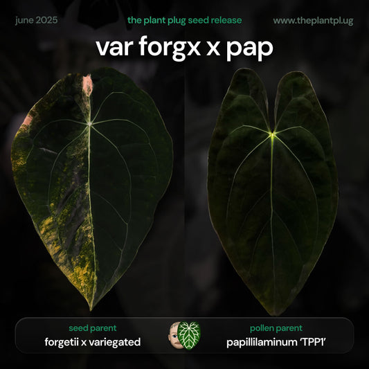 Anthurium forgetiix variegated x papillilaminum • germinated seeds