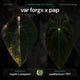 Anthurium forgetiix variegated x papillilaminum • germinated seeds