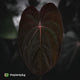 Anthurium carla hybrid x antolakii RVDP • germinated seeds