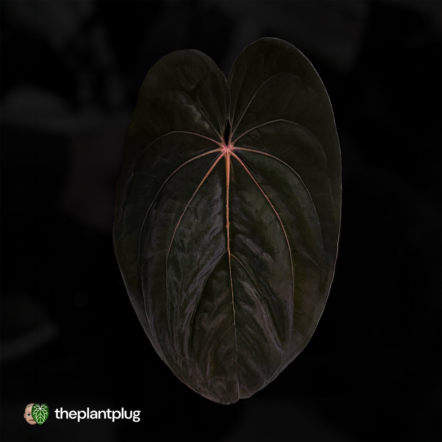 Anthurium carla hybrid x antolakii RVDP • germinated seeds