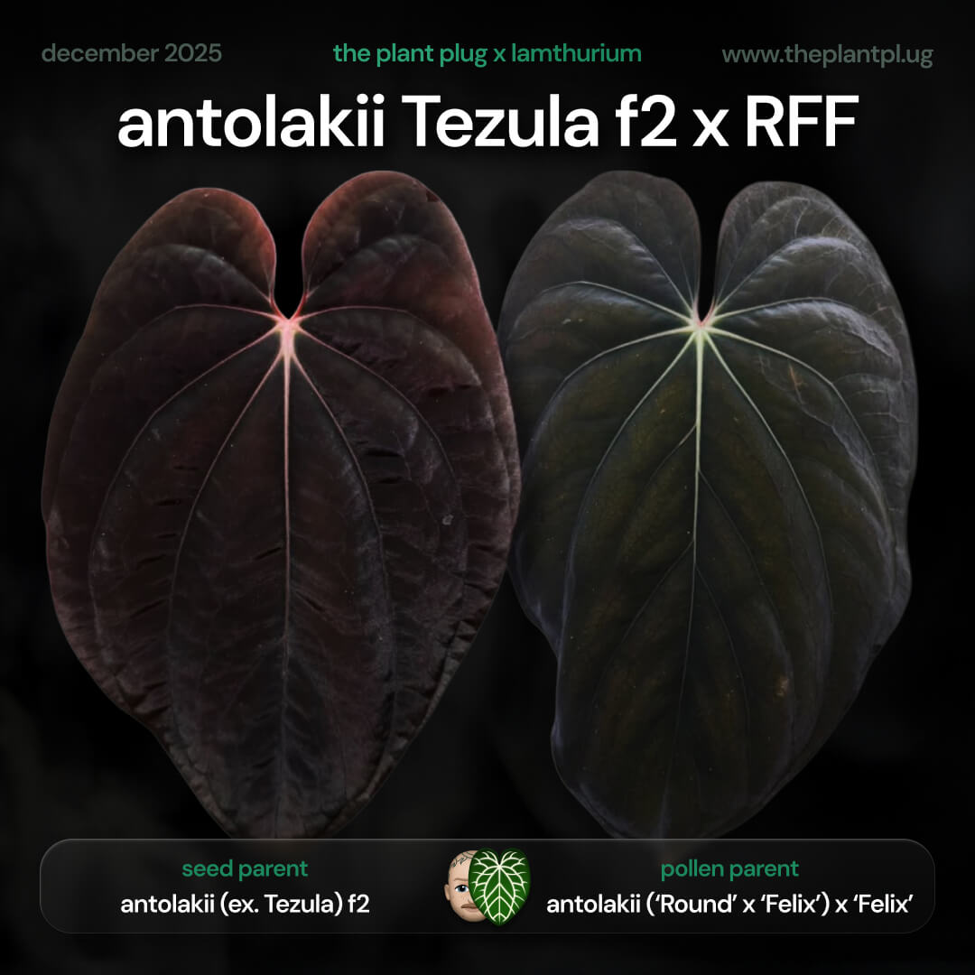Anthurium antolakii Tezula x Round Felix Felix • germinated seeds