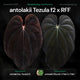 Anthurium antolakii Tezula x Round Felix Felix • germinated seeds