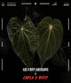 Anthurium ('AOS' x 'BVEP') x (carlablackiae x 'BVEP') • select holdback