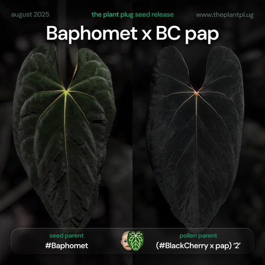 Anthurium Baphomet x BC pap • germinated seeds