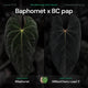 Anthurium Baphomet x BC pap • germinated seeds