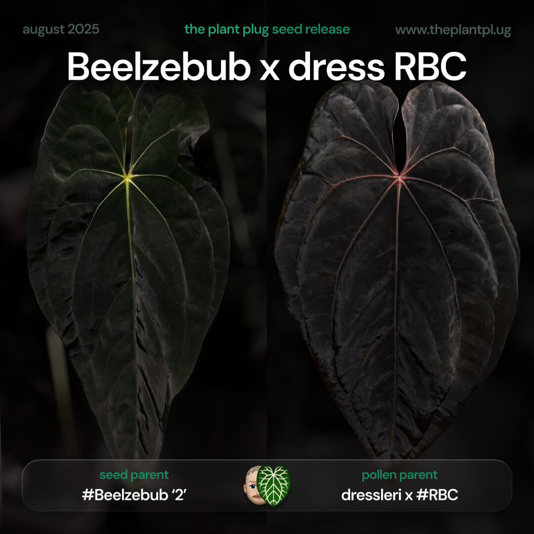 Anthurium Beelzebub x dress RBC • germinated seeds