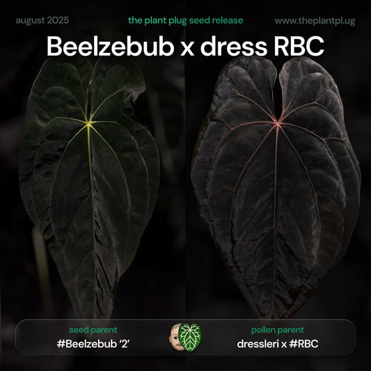 Anthurium Beelzebub x dress RBC • germinated seeds