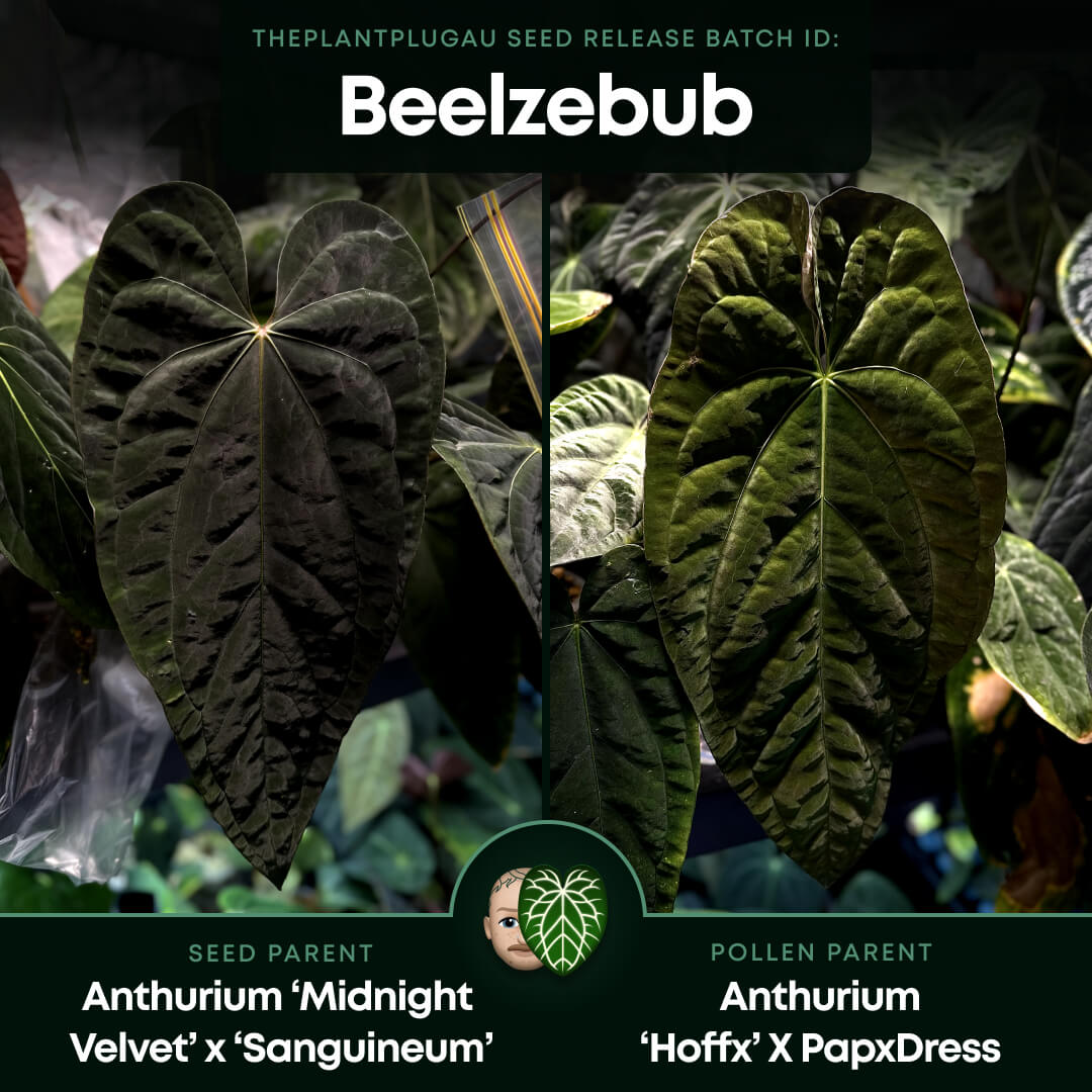 Anthurium #Beelzebub '3' • select holdback clone