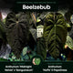 Anthurium #Beelzebub '3' • select holdback clone