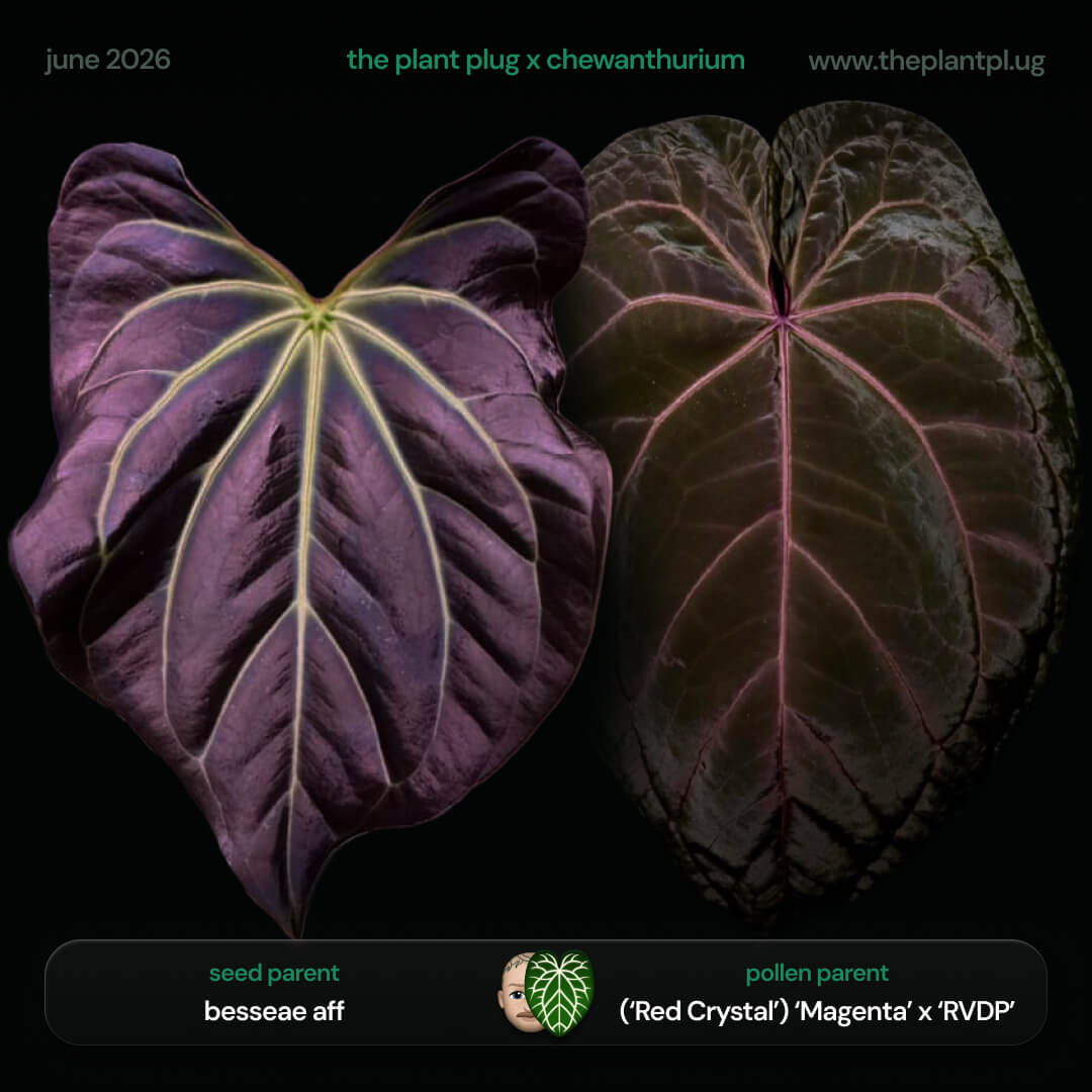 Anthurium besseae aff x ('Magenta' x 'RVDP')